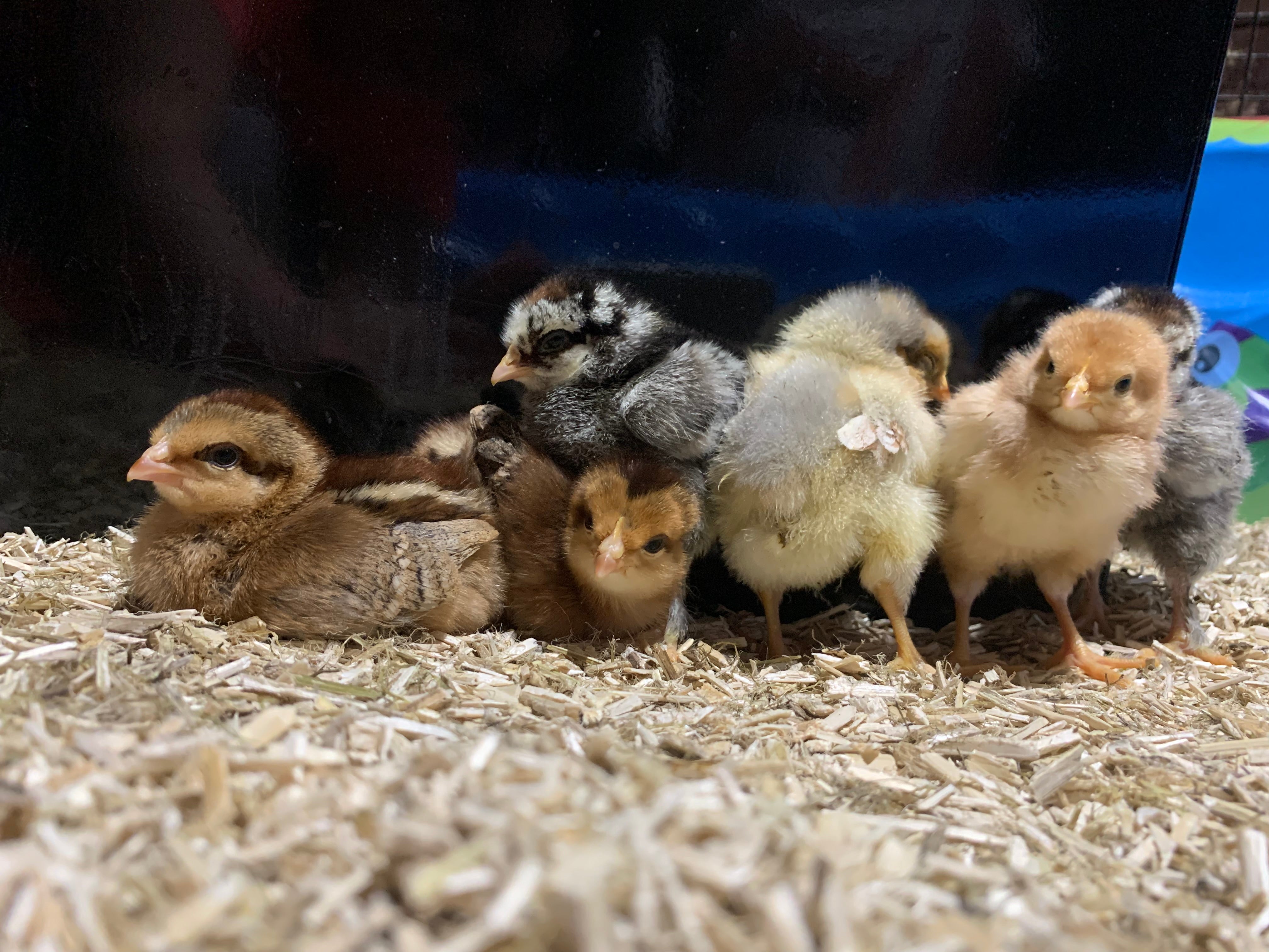 It's a girl...or, rather, ten of them!