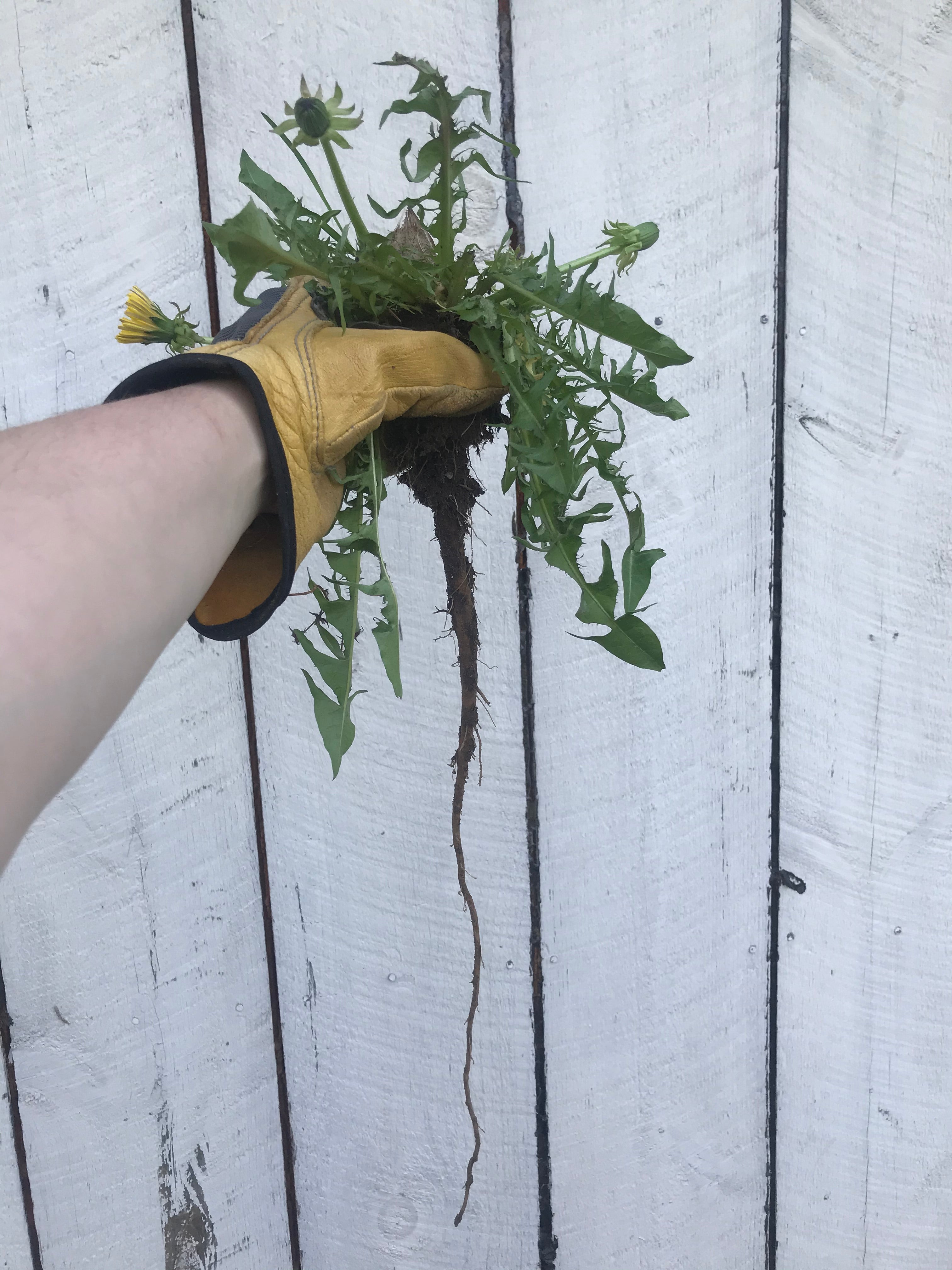 On growing weeds