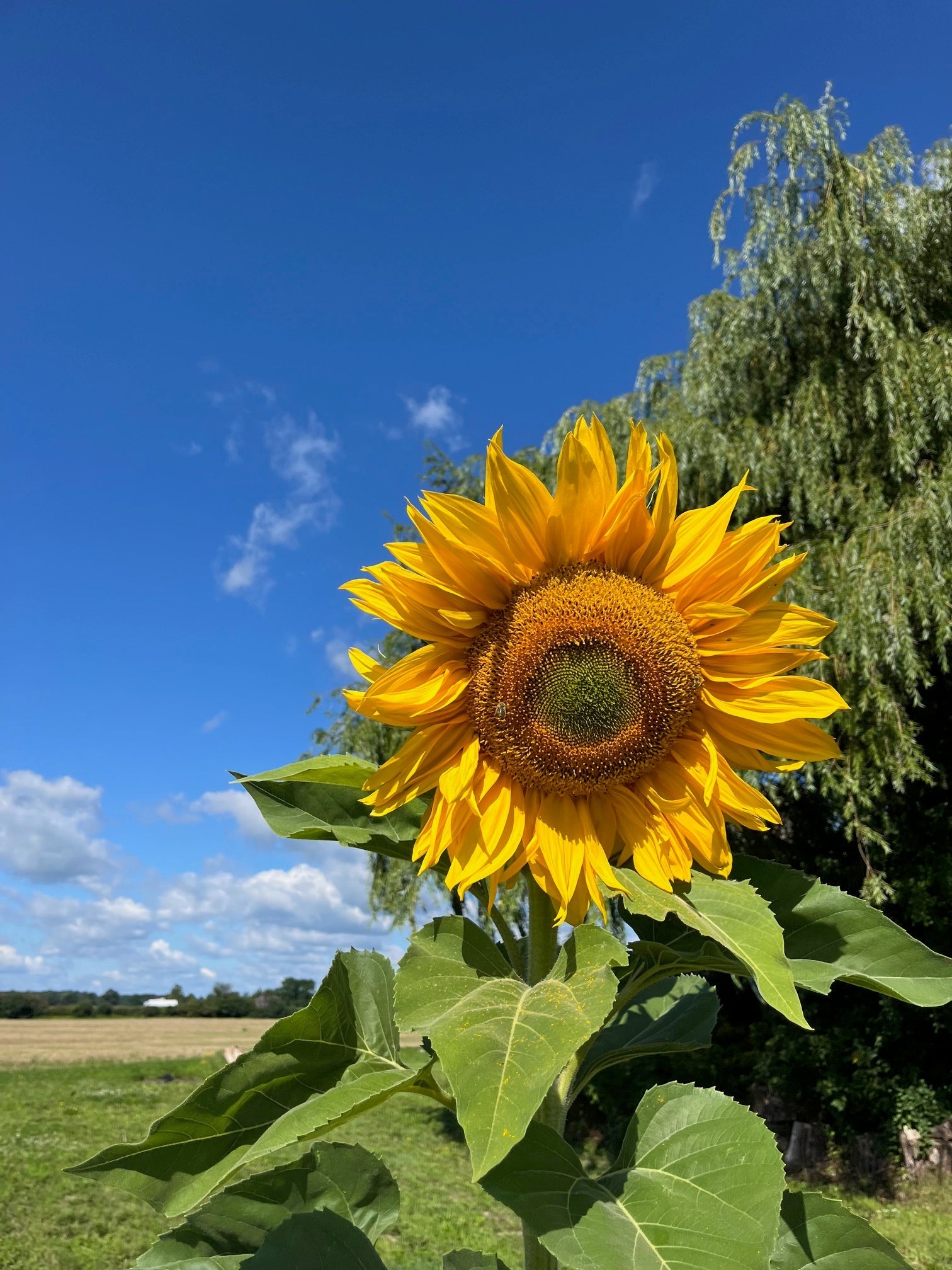 Sun, Chicks, and Southern Ontario Charm: A Summer Solstice Welcome!