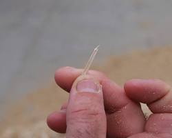 The "Switch" is On! Why Switchgrass is Our New Favorite Bedding & Mulch (And Your Garden’s Best Friend)