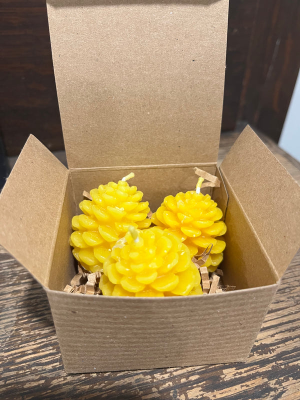 Pine Cone Beeswax Candles