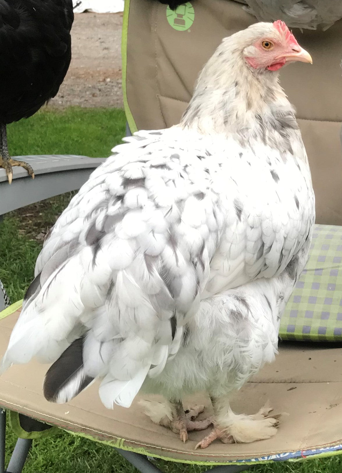 Ellen a.k.a. Ellie-Bellie