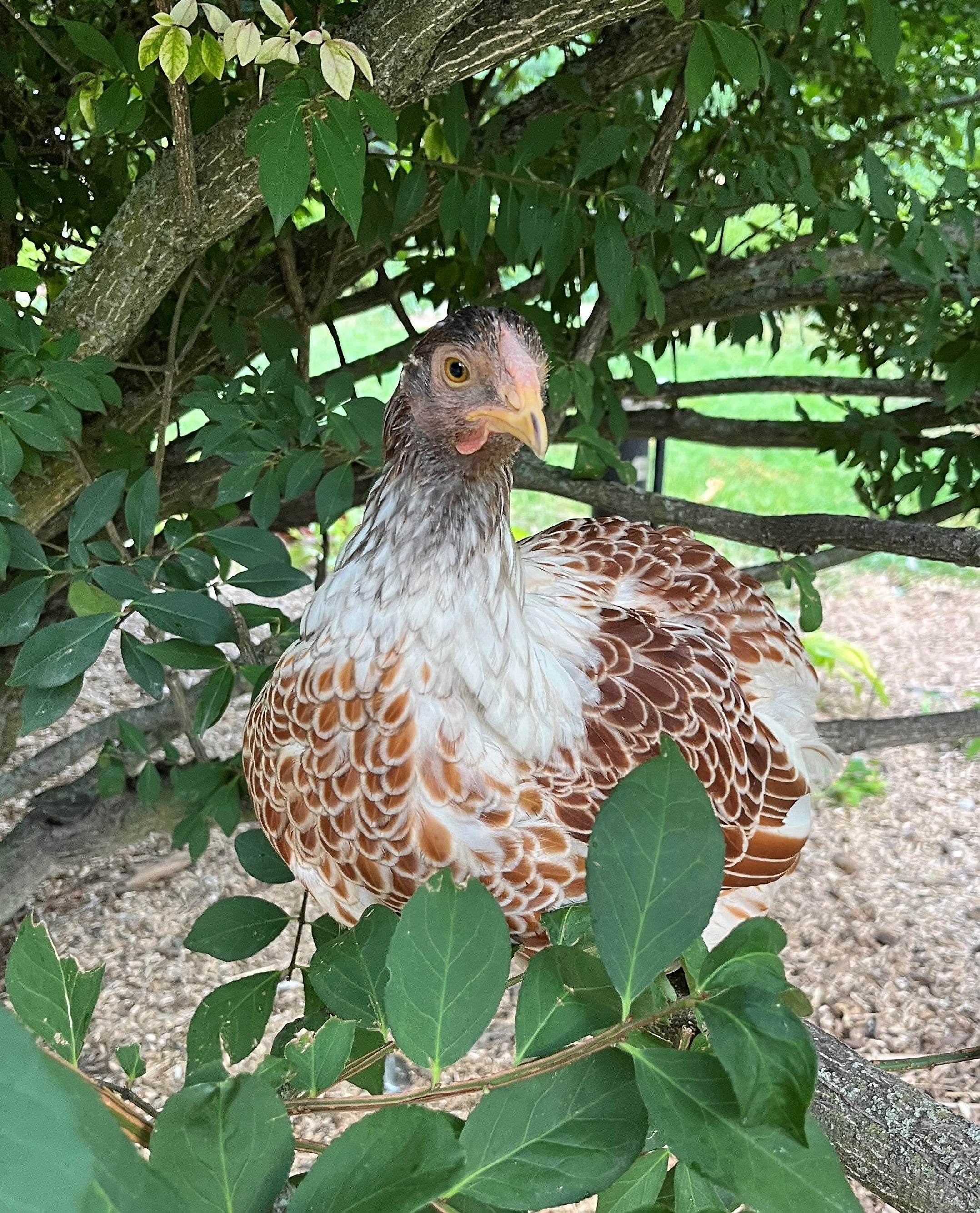 Manhattan a.k.a. Hattie