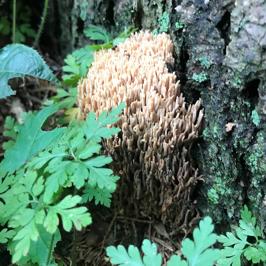 Our Land Acknowledgement