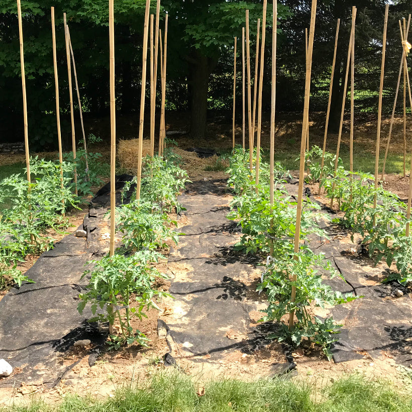 Early season growing